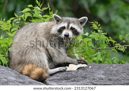 Beautiful raccoon eating trash on rocky wall in New York City in the summertime