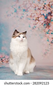 Beautiful Rag Doll Cat Posing At A Romantic Flower Background