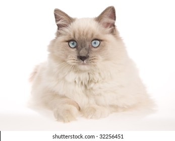 Portrait Turkish Angora Cat 4 Years Stock Photo (Edit Now) 758670550