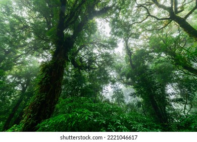 Beautiful Rain Forest Or Montain Forest At Ang Ka Nature Trail In Doi Inthanon National Park, Thailand, Travel Nature Concept