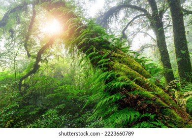 Beautiful Rain Forest Or Montain Forest At Ang Ka Nature Trail In Doi Inthanon National Park, Thailand, Travel Nature Concept