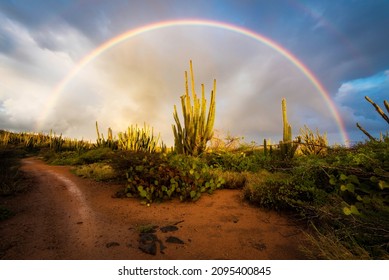 A beautiful rainbow arching over a forest of cacti during a sunrise rain shower near the Alto Vista Chapel of Aruba.