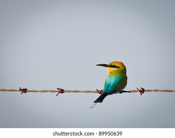 A beautiful rainbow bee eater (Merops ornatus) perched on a barb wire fence - Powered by Shutterstock