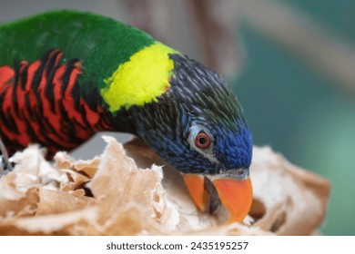 Beautiful Rainbow bird, Rainbow Lorikeet, Trichoglossus haematodus, is picking food