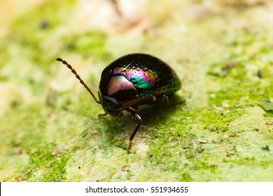 Beautiful Rainbow Leaf Beetle (Chrysolina Cerealis) Crawling On The Tree Trunk During The Night