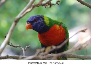 Beautiful Rainbow Lorikeet (Trichoglossus Moluccanus). Australian Native Parrot. Australian Fauna.