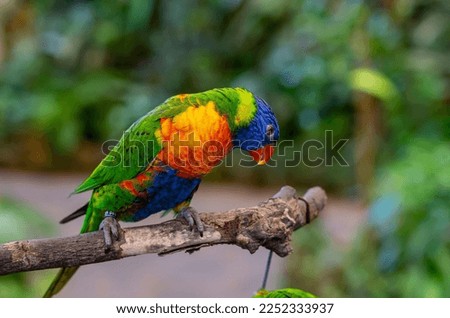 Beautiful rainbow lorikeet, Trichoglossus moluccanus in a butterfly house in Tenerife