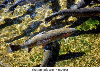 Beautiful Rainbow Trout Swimming In Crystal Clear River