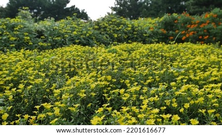 Beautiful random pattern of yellow flowers (Mecardonia-Axil Flower) with bright petals and green bush at the background