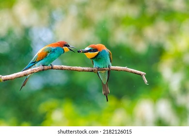 Beautiful and rare bird European bee-eater (Merops apiaster). The male feeds the female bee, they will mate.