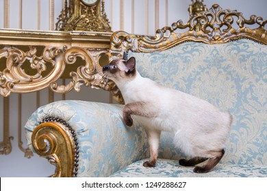 Beautiful Rare Breed Of Cat Mekongsky Bobtail Female Pet Cat Without Tail Sits Interior Of European Architecture On Retro Vintage Chic Royal Armchair 18th Century Versailles Palace. Baroque Furniture.