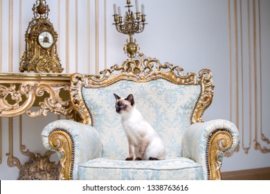 Beautiful Rare Breed Of Cat Mekongsky Bobtail Female Pet Cat Without Tail Sits Interior Of European Architecture On Retro Vintage Chic Royal Armchair 18th Century Versailles Palace. Baroque Furniture.