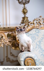 Beautiful Rare Breed Of Cat Mekongsky Bobtail Female Pet Cat Without Tail Sits Interior Of European Architecture On Retro Vintage Chic Royal Armchair 18th Century Versailles Palace. Baroque Furniture.