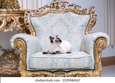 Beautiful Rare Breed Of Cat Mekongsky Bobtail Female Pet Cat Without Tail Sits Interior Of European Architecture On Retro Vintage Chic Royal Armchair 18th Century Versailles Palace. Baroque Furniture.