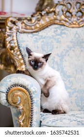 Beautiful Rare Breed Of Cat Mekongsky Bobtail Female Pet Cat Without Tail Sits Interior Of European Architecture On Retro Vintage Chic Royal Armchair 18th Century Versailles Palace. Baroque Furniture.