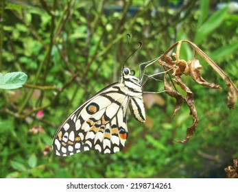 Beautiful And Rare Butterfly On Leaf