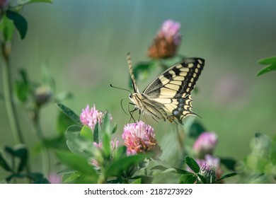 Beautiful Rare Butterfly Swallowtail On A Flower. 