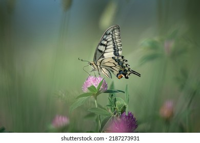 Beautiful Rare Butterfly Swallowtail On A Flower. 