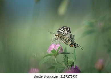 Beautiful Rare Butterfly Swallowtail On A Flower. 