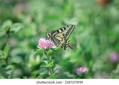 Beautiful Rare Butterfly Swallowtail On A Flower. 