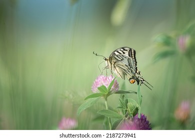 Beautiful Rare Butterfly Swallowtail On A Flower. 