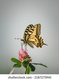 Beautiful Rare Butterfly Swallowtail On A Flower.