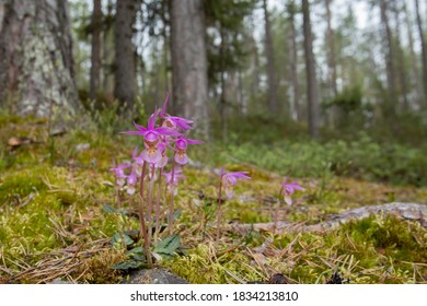 Beautiful and rare calypso orchid. Fairy slipper (Calypso bulbosa) blooming in spring in Finnish nature at Oulanka National Park, Northern Europe