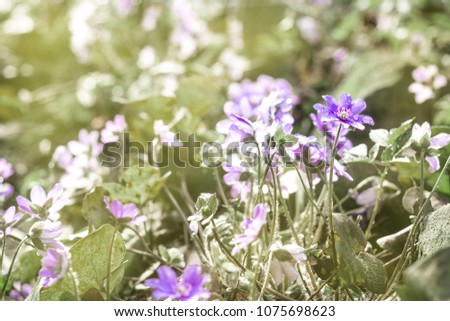 Beautiful Rare Flowers Water Drops On Stock Photo Edit Now