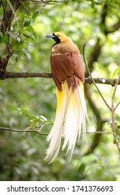 The Beautiful And Rare Greater Bird Of Paradise