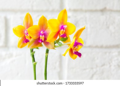 Beautiful rare orchid in a pot on a blurred background