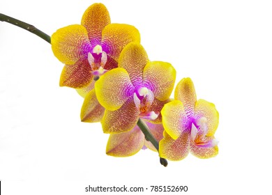 Beautiful rare orchid in a pot on a white background