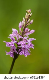 A beautiful rare pink wild orchid blossoming in the summer marsh. Closeup macro photo, shallow depth of field. - Shutterstock ID 676161394