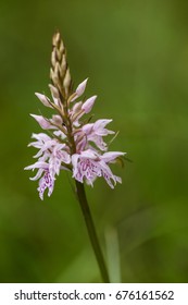 A beautiful rare pink wild orchid blossoming in the summer marsh. Closeup macro photo, shallow depth of field. - Shutterstock ID 676161562