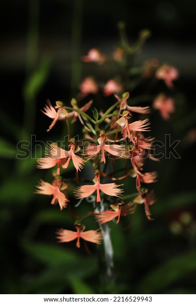 Beautiful and rare terrestrial orchid flower,\
Habenaria Sunrise\
Plumes