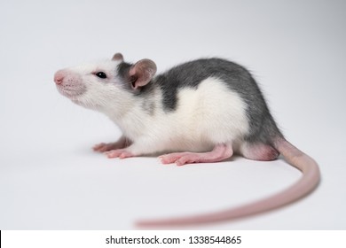 6,597 Rat cage Images, Stock Photos & Vectors | Shutterstock