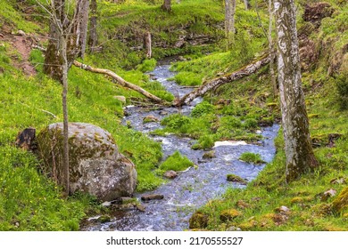 Beautiful ravine with running water in the spring