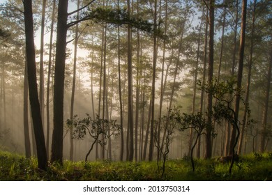 beautiful of rays and light at dawn