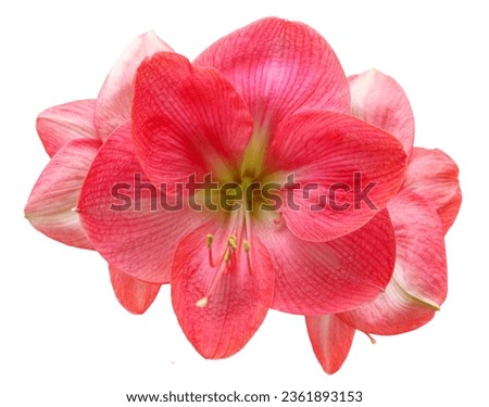 Beautiful real Amaryllis flower cut out on an isolated white background