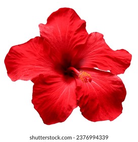 Beautiful real single flower flowerhead of tropical Amaryllis flower cut out on an isolated background	 - Powered by Shutterstock