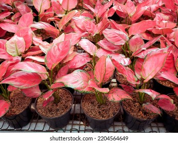  Beautiful Red  Aglaonema Plant At  Florist Shop