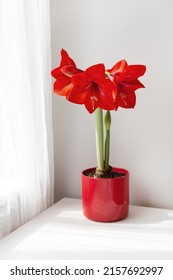 Beautiful red amaryllis flowers on table in sunny room