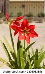 Beautiful Red Amaryllis Lily Flowers On Terrace Garden. Amaryllis Lily Are Popular For Their Trumpet Shaped Flowers In Red And White, Pink, Salmon, Apricot, Yellow, Rose Or Deep Burgundy Colors.