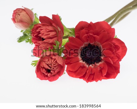 Similar – Image, Stock Photo anemone Crowfoot plants