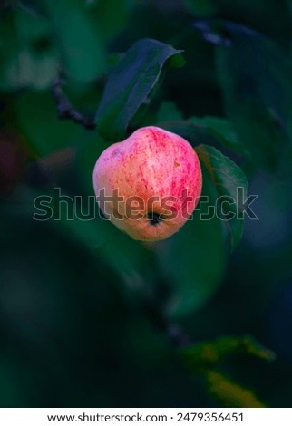 Similar – Image, Stock Photo Apple, ripe on the tree