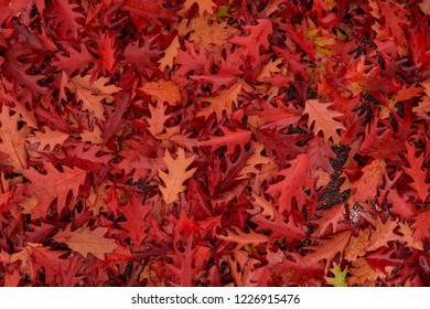 Beautiful Red Autumn Foilage Background