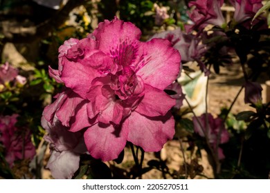 Beautiful Red Azalea, Photographed In A Backyard In The Countryside Of Esmeraldas, Minas Gerais, Brazil

