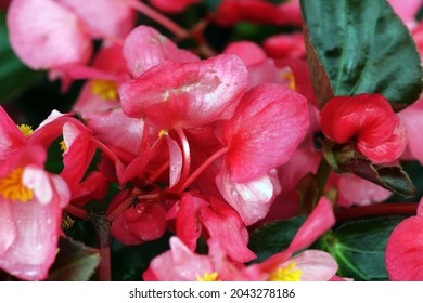 12,927 imágenes de Red begonia bloom - Imágenes, fotos y vectores de stock  | Shutterstock