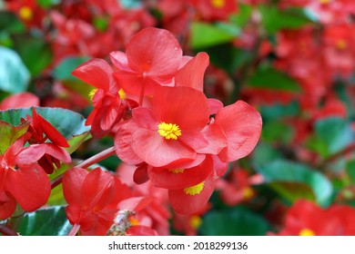 12,927 imágenes de Red begonia bloom - Imágenes, fotos y vectores de stock  | Shutterstock