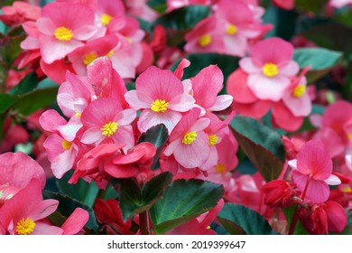                  beautiful red begonia flower in the garden               - Shutterstock ID 2019399647