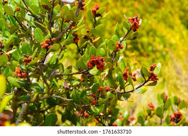 Beautiful Red Berries On A Bush Off The Coast Of Southern California